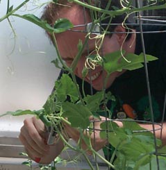 Researcher studying Squash plant.