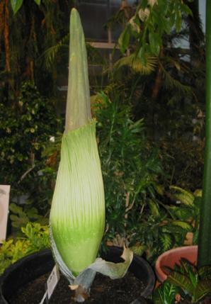 Titan Arum Woody in bud