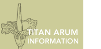 Titan Arum Information link with drawing of the flower