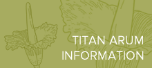 Titan Arum Information link with drawing of the flower