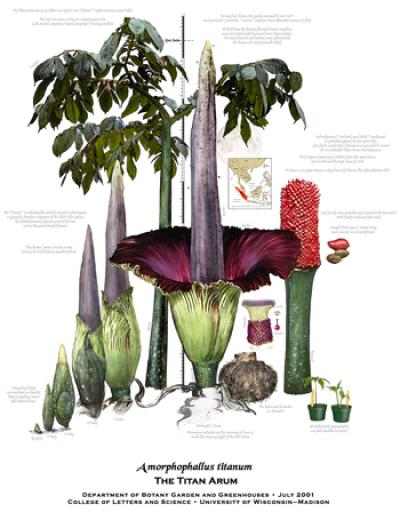 Titan Arum Bloom