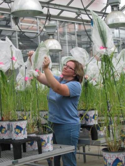 Researcher, inside the greenhouse, conducting Switchgrass research