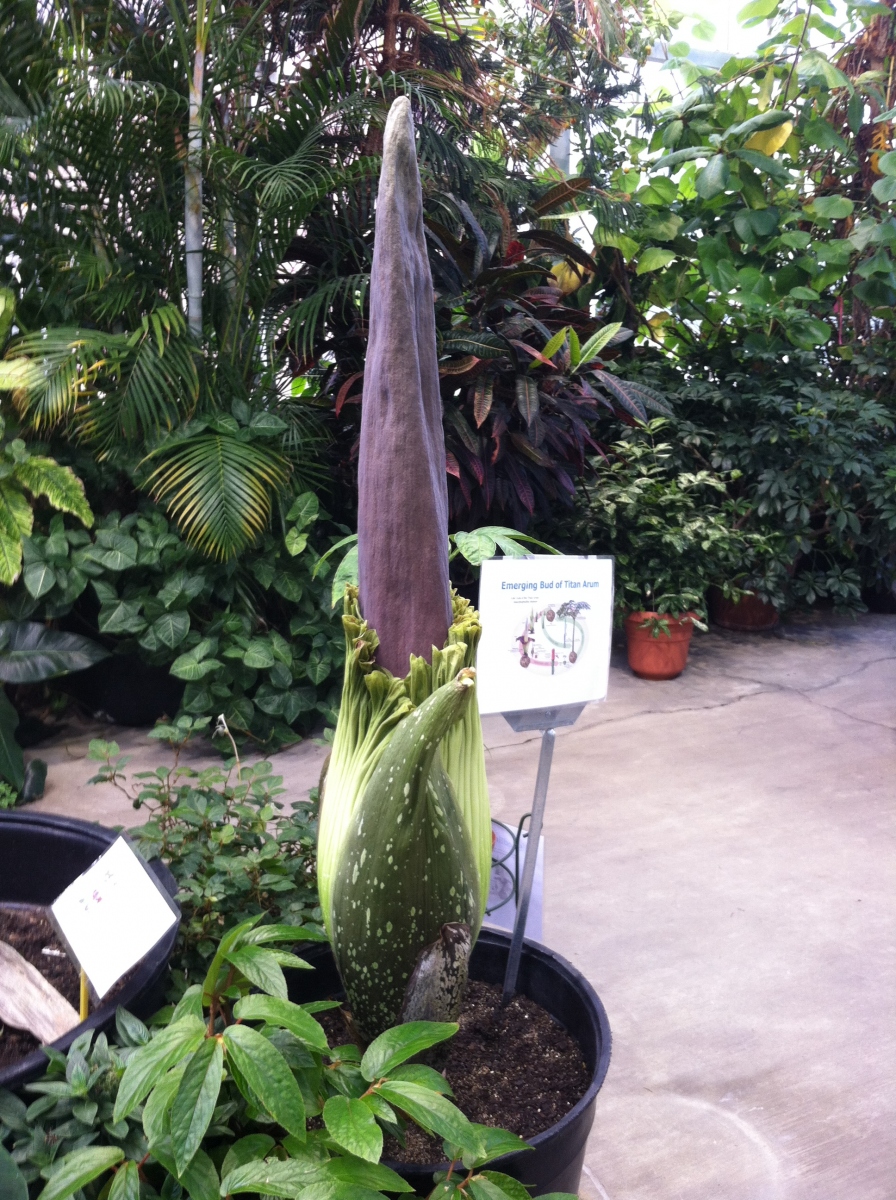 OSU Titan Arum Maudine on May 21, 2013