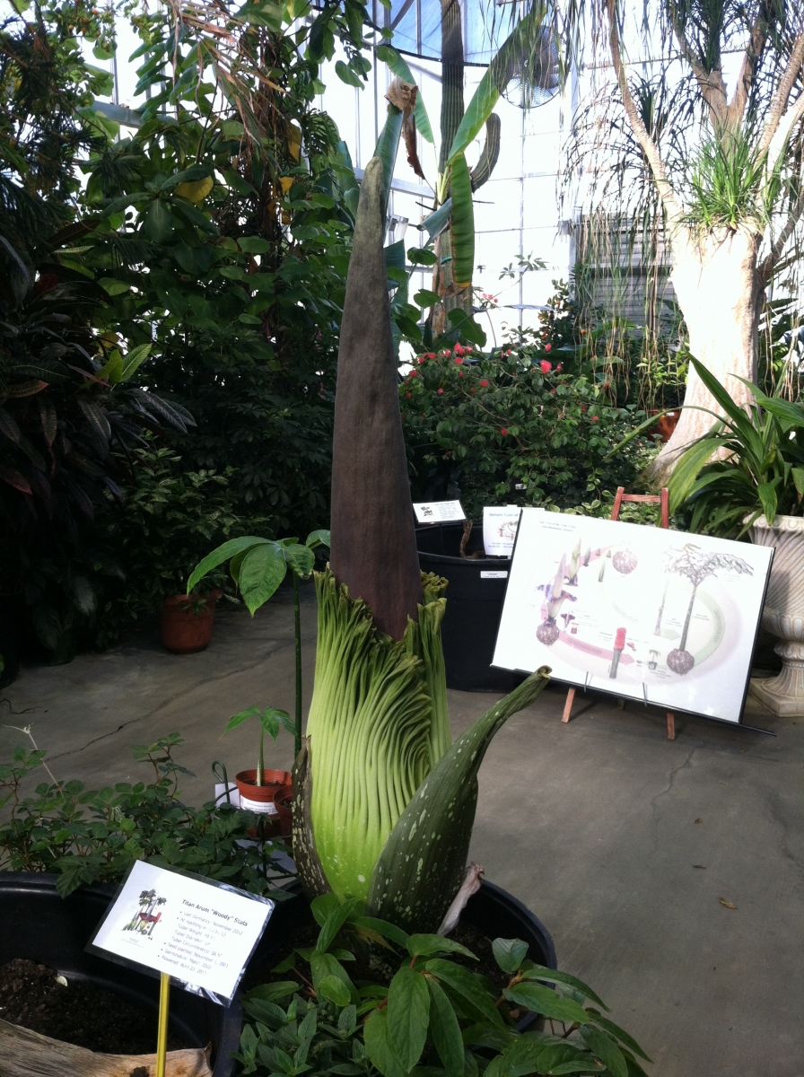 OSU Titan Arum Maudine on May 22, 2013