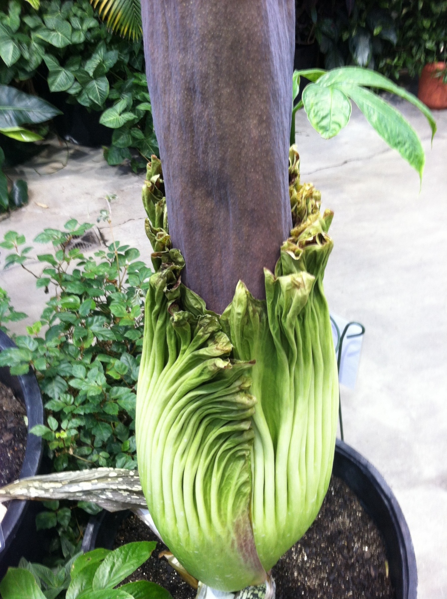 OSU Titan Arum Maudine on May 23, 2013