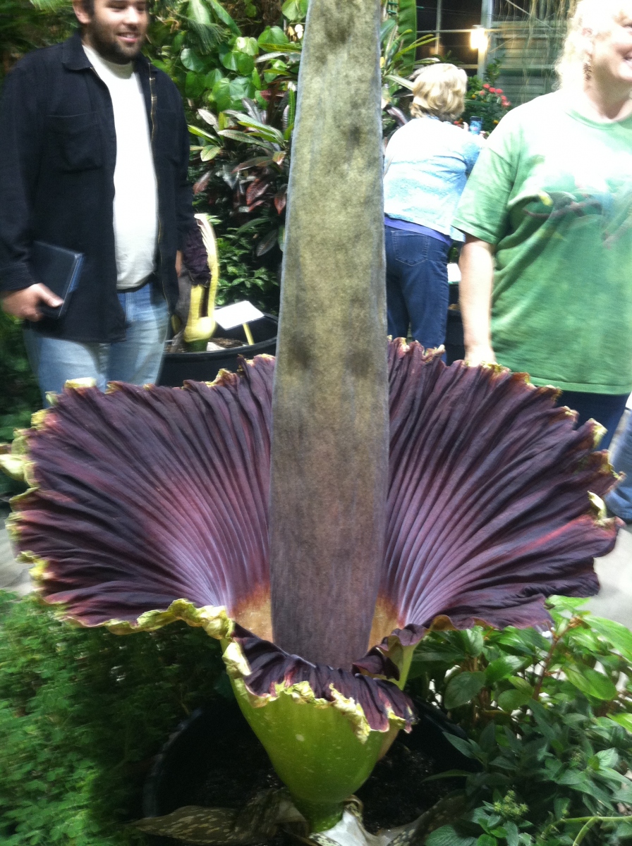 OSU Titan Arum maudine in bloom