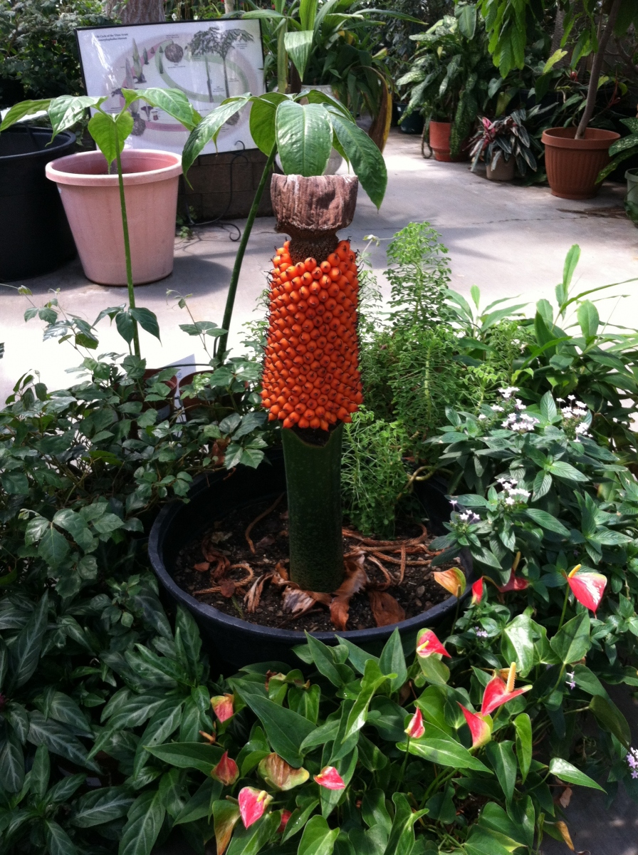 OSU Titan Arum Maudine in fruit