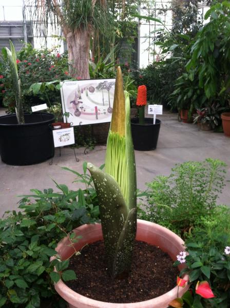 OSU Titan Arum emerging bud