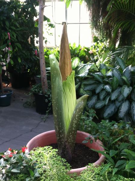 OSU Titan Arum on August 14, 2013