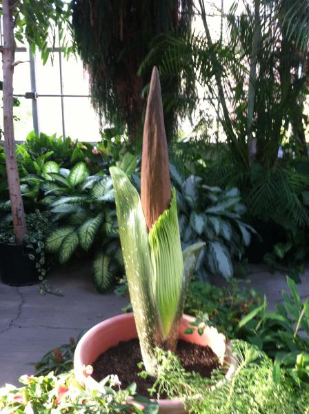 OSU Titan Arum on August 15, 2013