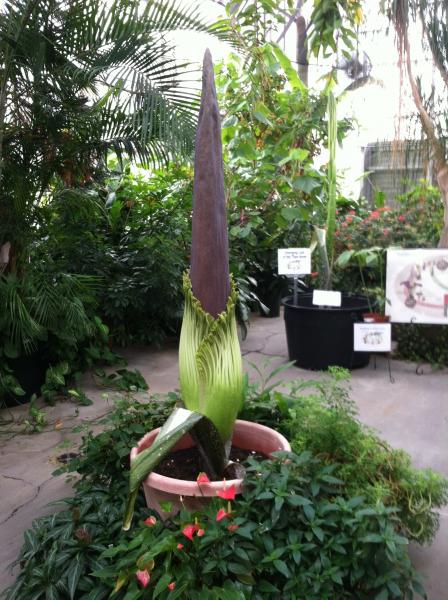 OSU Titan Arum on August 19, 2013