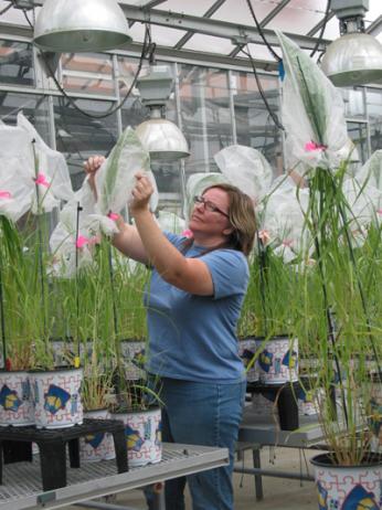 Researcher, inside the greenhouse, conducting Switchgrass research.