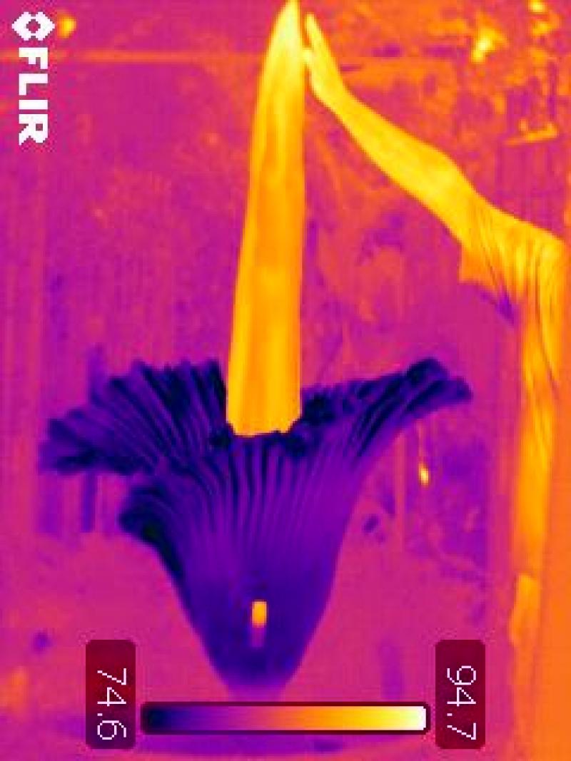 Infa-red image of Titan Arum flower compared to human body temperature