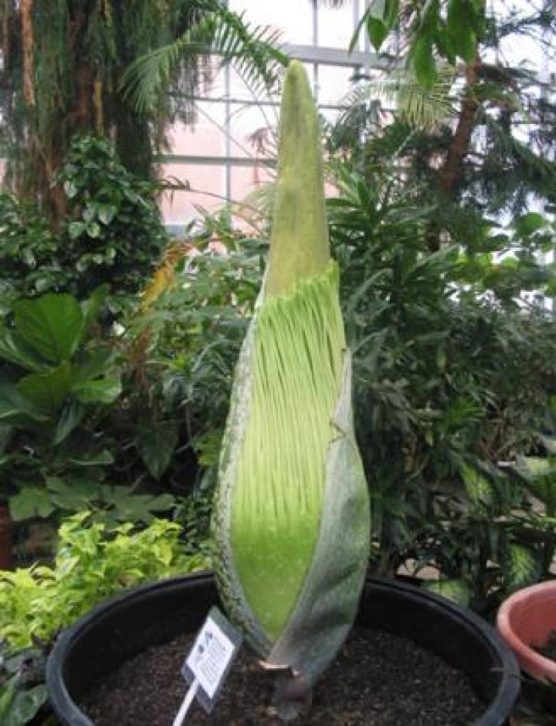 Titan Arum Woody bud