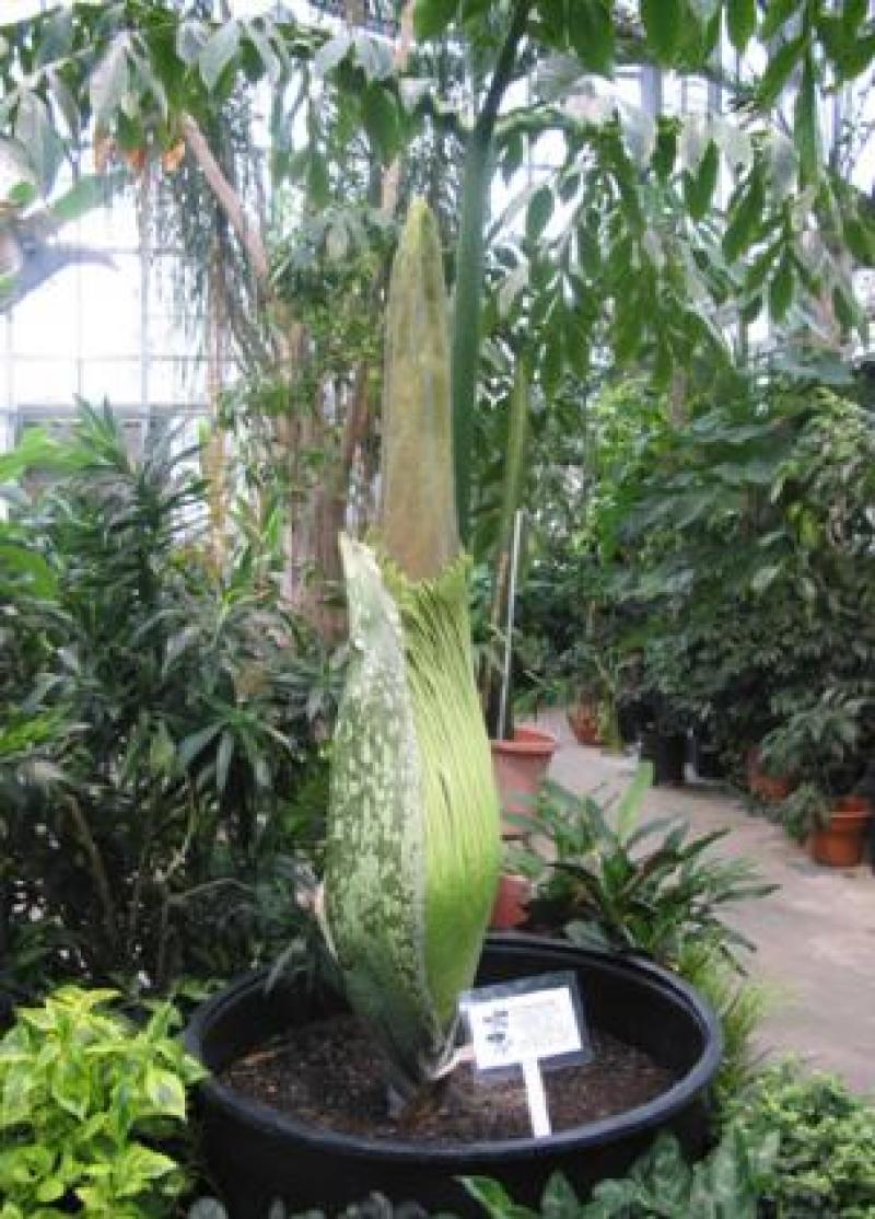 Titan Arum Woody growing bud
