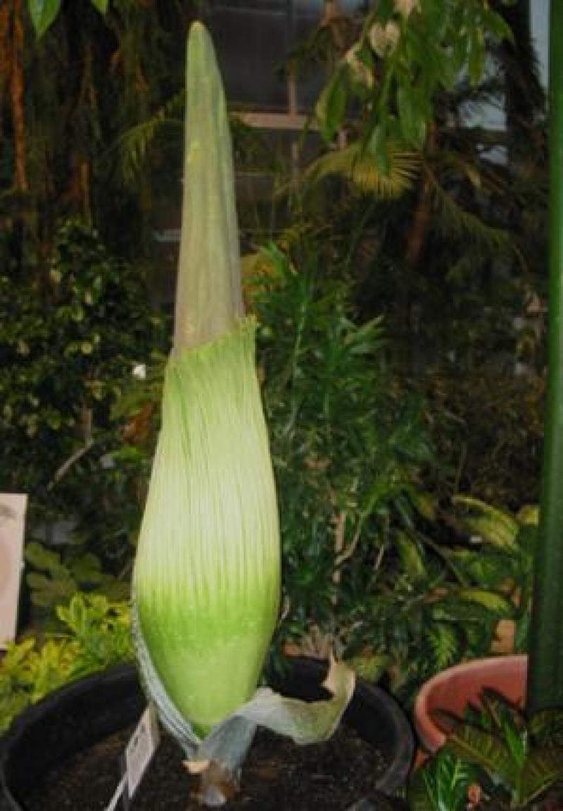Titan Arum Woody in bud