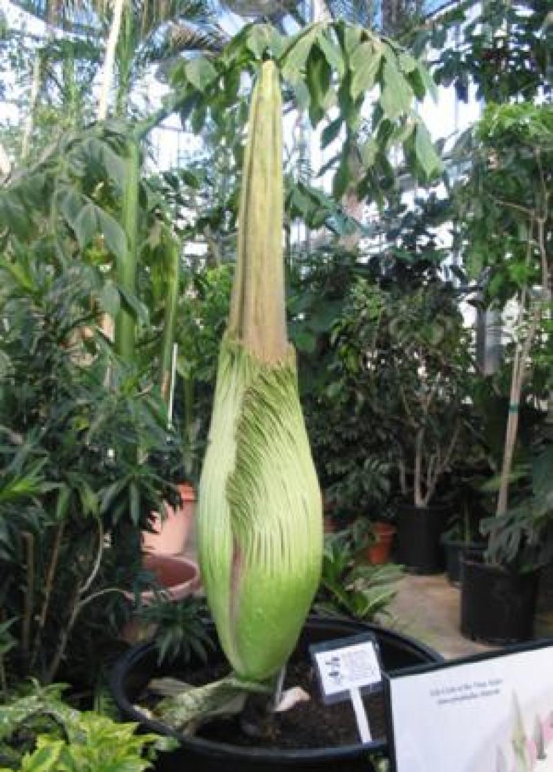 Titan Arum Woody almost in bloom