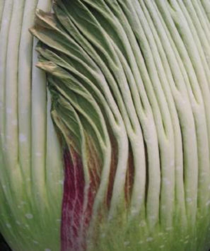 Titan Arum Woody close up of spathe