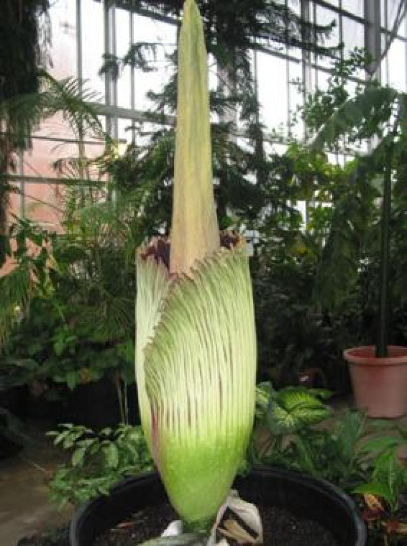 Titan Arum Woody opening