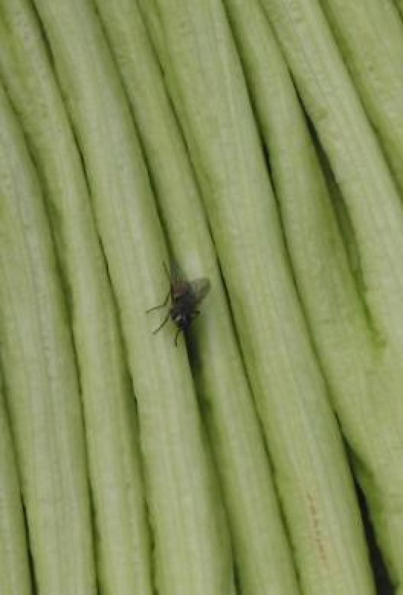 Titan Arum Woody fly on spathe