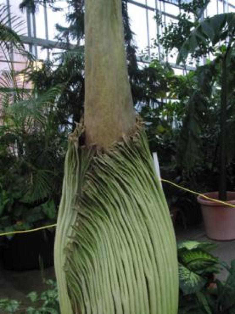 Titan Arum Woody beginning to open