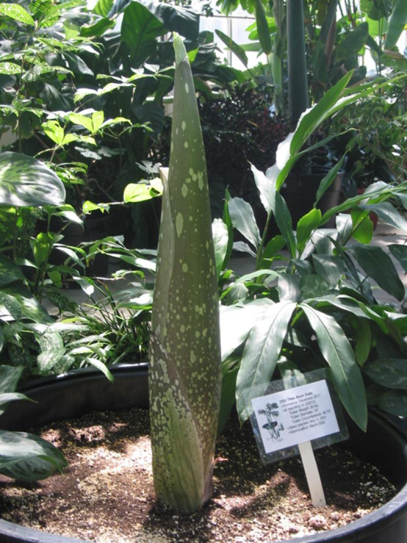 OSU Titan Arum "Jesse" May 10, 2012