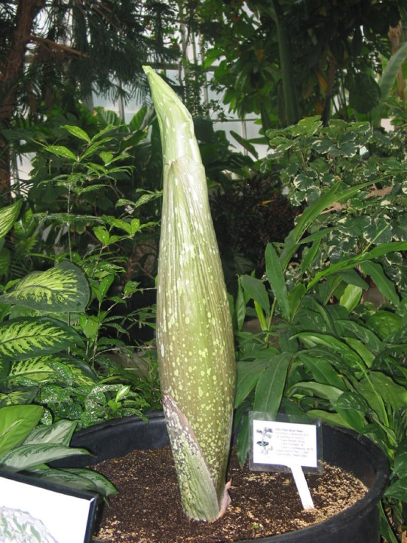OSU Titan Arum "Jesse" May 14, 2012