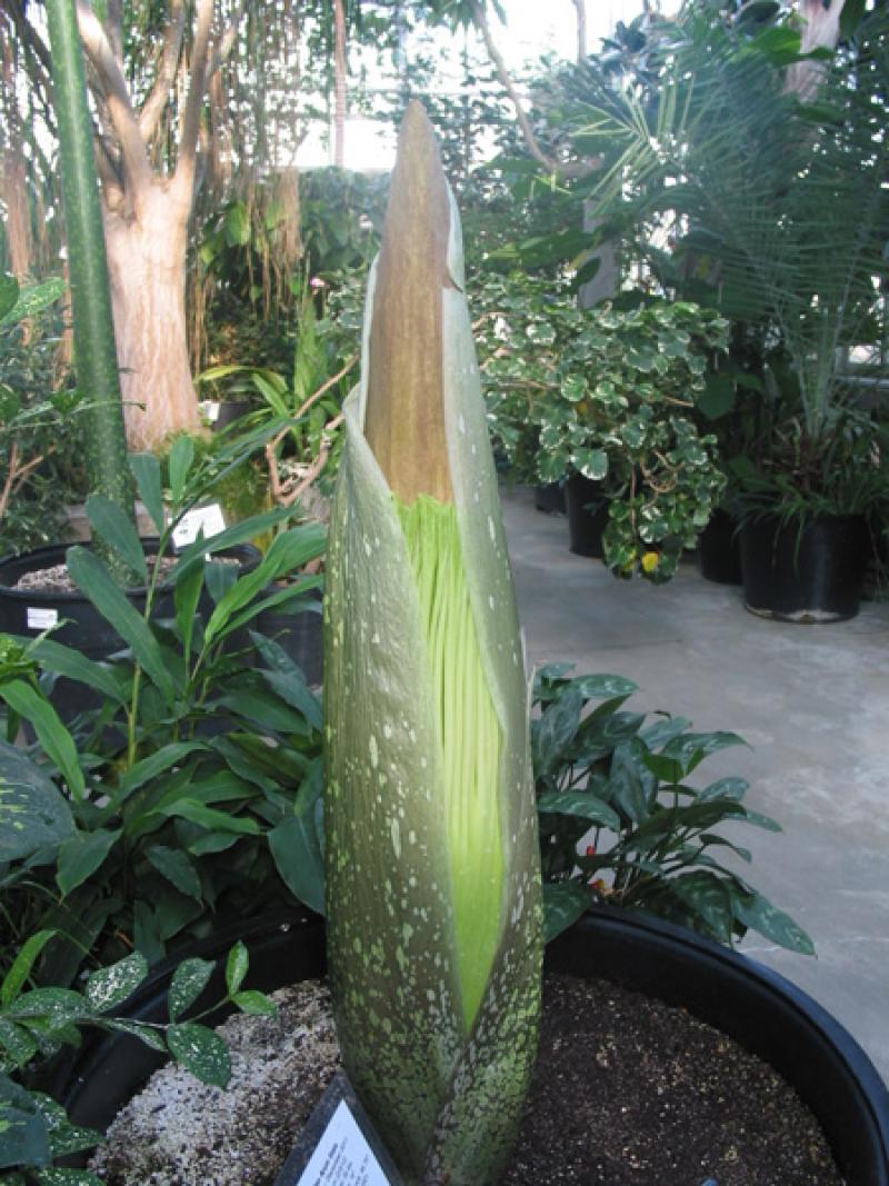 OSU Titan Arum "Jesse" May 15, 2012