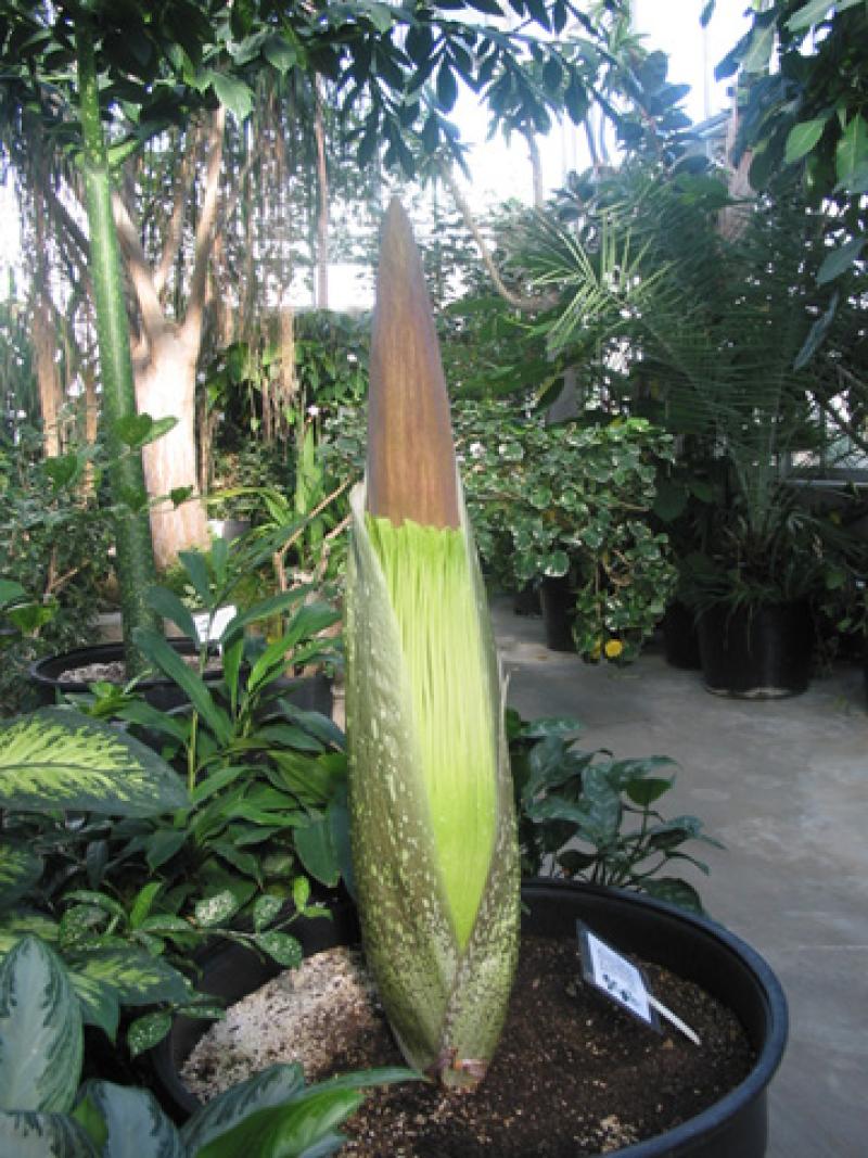 OSU Titan Arum "Jesse" May 16, 2012