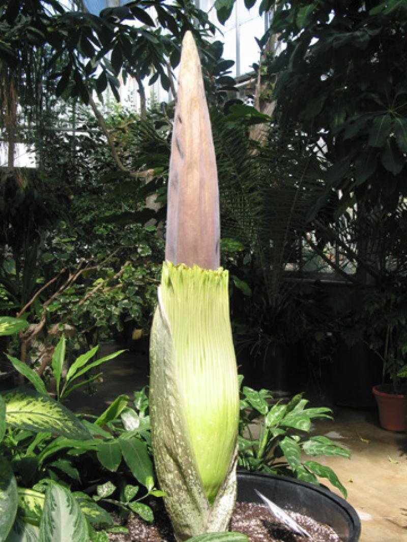 OSU Titan Arum "Jesse" May 19, 2012