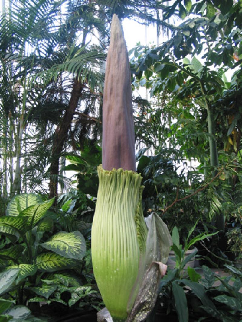 OSU Titan Arum "Jesse" May 21, 2012