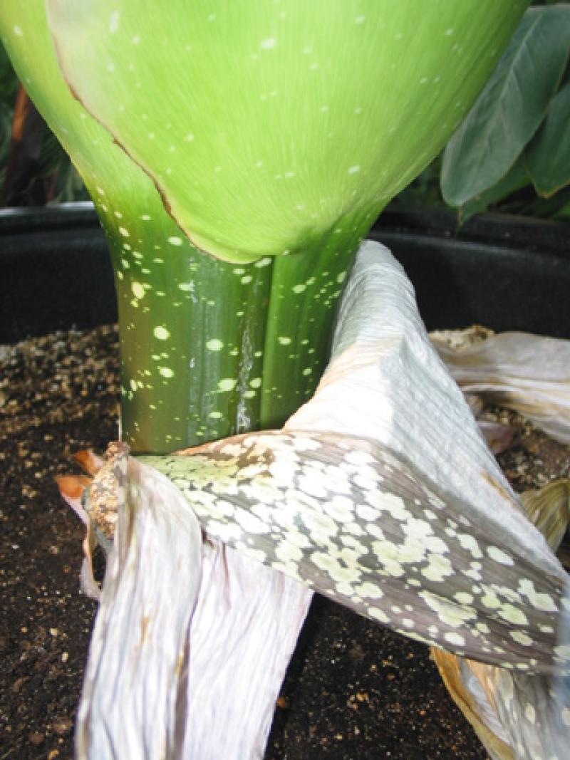 OSU Titan Arum "Jesse" May 24, 2012