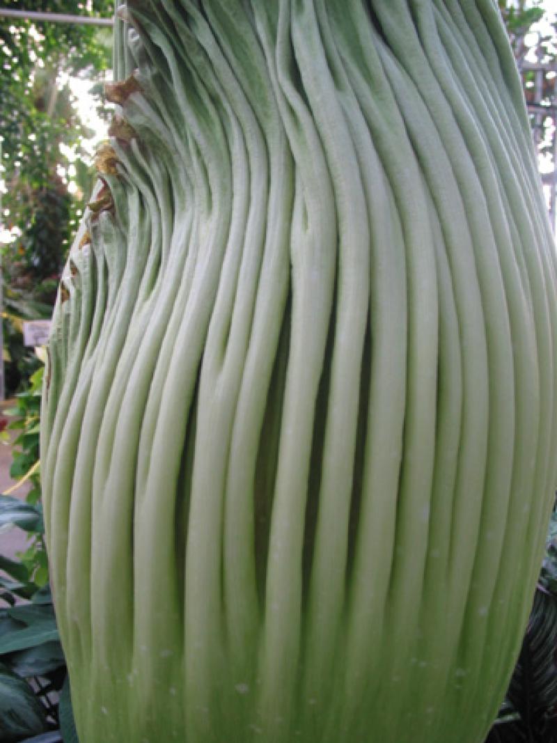 OSU Titan Arum "Jesse" May, 25, 2012