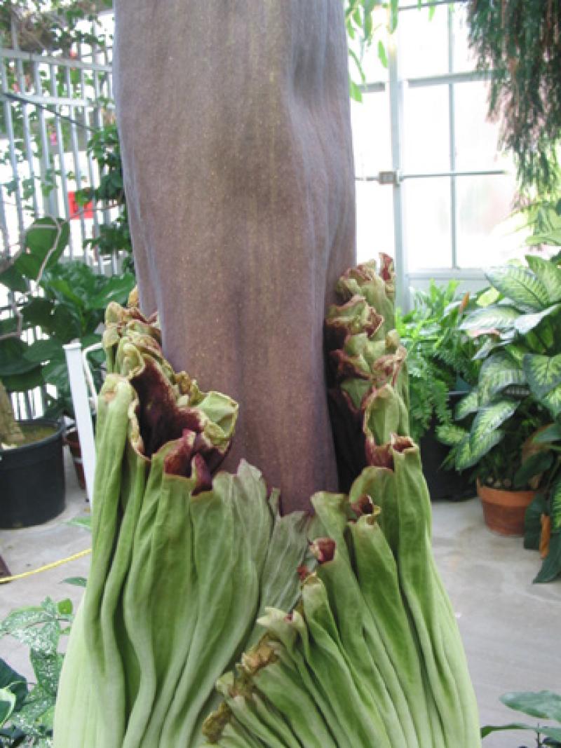 OSU Titan Arum "Jesse" May, 25, 2012 beginning to open