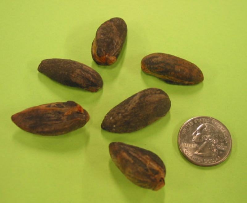 Titan Arum Seeds