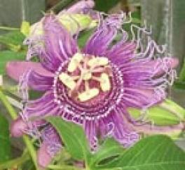 Passion Vine Flower Passion Vine Flower