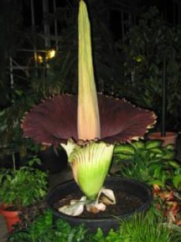 Titan Arum Bloom