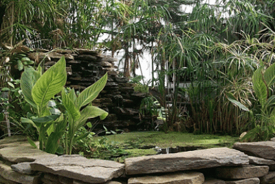 Conservatory Pond and Plants