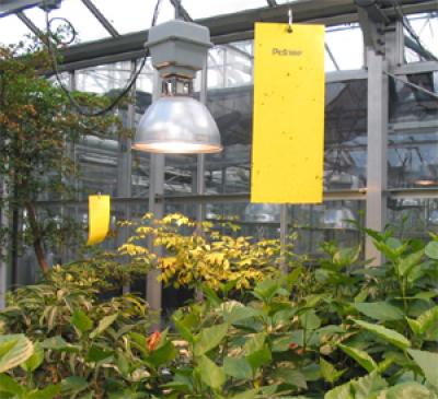 Sticky traps inside the Biological Sciences Greenhouse