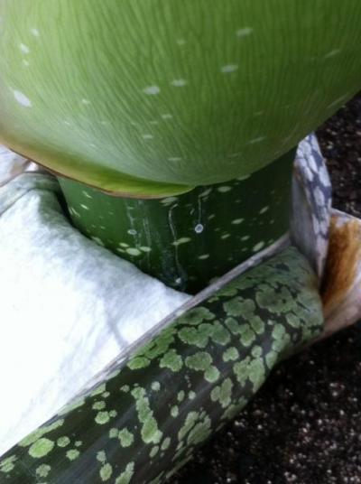 OSU Titan Arum on August 21, 2013