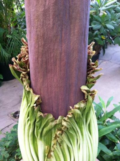 OSU Titan Arum on August 23, 2013