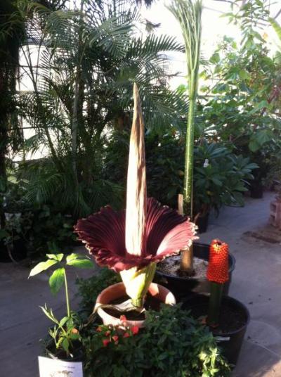 OSU Titan Arums