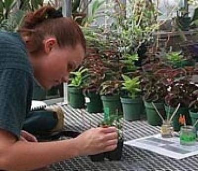 Student Experiment in greenhouse Student Experiment in greenhouse