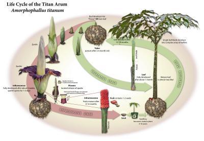 Titan Arum Life cylce Titan Arum Life cylce