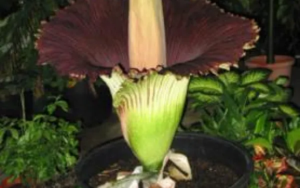 Titan Arum Woody open