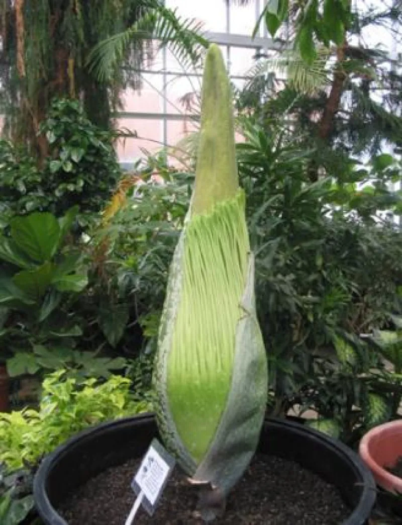 Titan Arum Woody bud