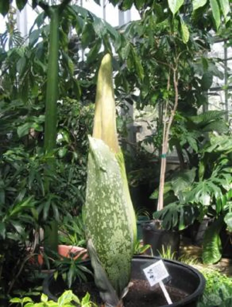 Titan Arum Woody bud splits