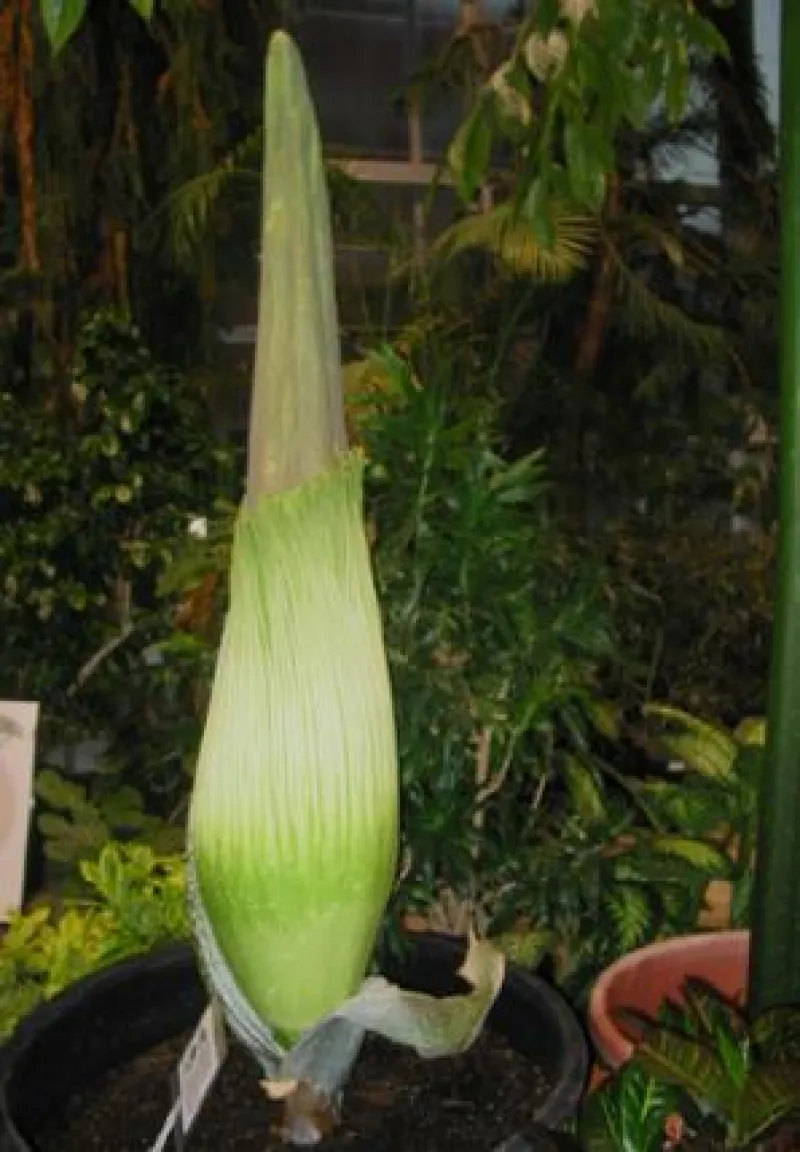 Titan Arum Woody in bud