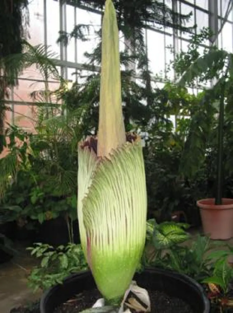 Titan Arum Woody opening