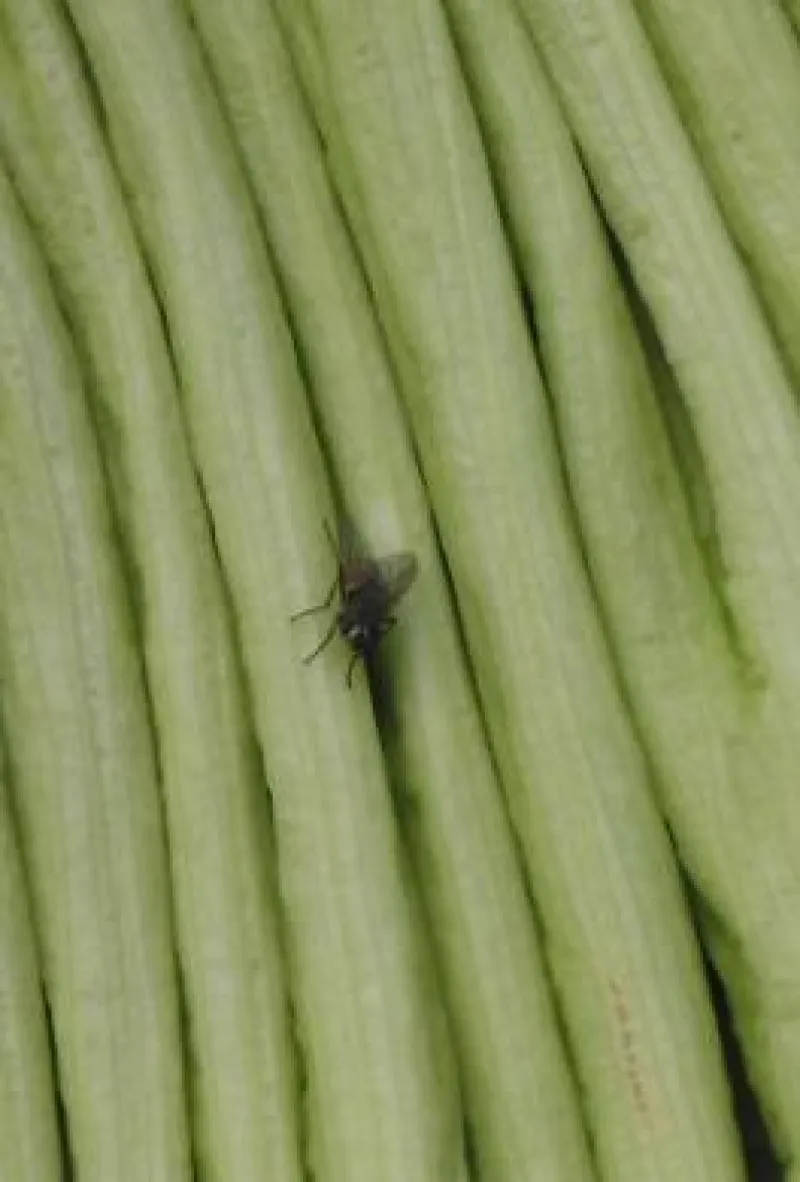 Titan Arum Woody fly on spathe